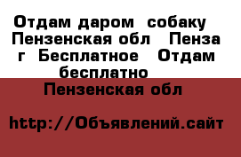 Отдам даром  собаку - Пензенская обл., Пенза г. Бесплатное » Отдам бесплатно   . Пензенская обл.